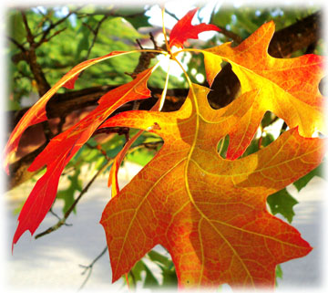 leaf.jpg