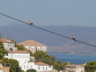 Like Two Birds on the Wire