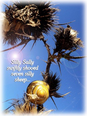 snail.jpg